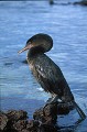 Cormoran aptère (Phalacrocorax harrisi) Ref:36406